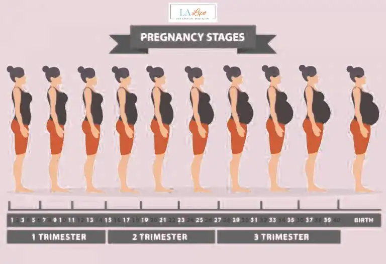 First Trimester (Weeks 1–12): Early Changes You Might Not Notice Shirley